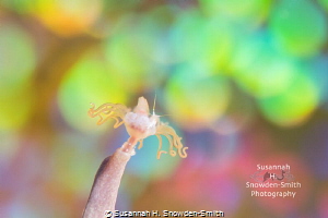 "Peeking Amphipod" - Look closely: an amphipod peeks over... by Susannah H. Snowden-Smith 